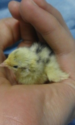 IMG-20170205-WA0003.jpg (43.58 KiB) Osservato 655 volte IMG-20170205-WA0003.jpg