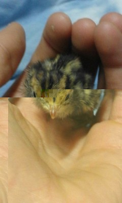 IMG-20170205-WA0004.jpg (48.33 KiB) Osservato 726 volte IMG-20170205-WA0004.jpg