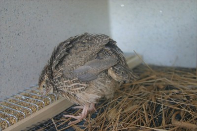 IMG_8032_p.jpg (180.91 KiB) Osservato 1542 volte IMG_8032_p.jpg