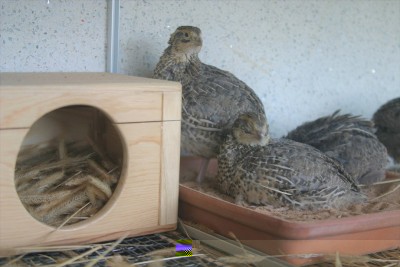 IMG_8034_p.jpg (185.27 KiB) Osservato 1542 volte IMG_8034_p.jpg