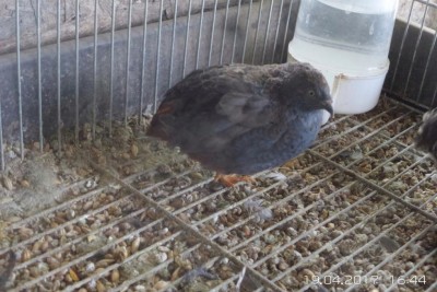 image.jpg (104.61 KiB) Osservato 2056 volte image.jpg