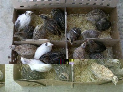 xHCyQaz.jpg (60.45 KiB) Osservato 1325 volte xHCyQaz.jpg