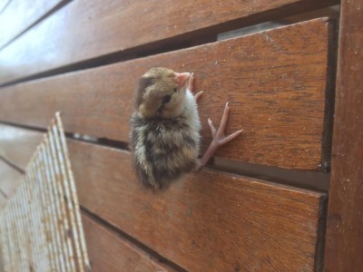 IMG_6728.JPG (79.16 KiB) Osservato 991 volte IMG_6728.JPG