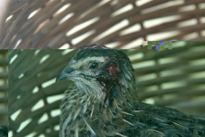 IMG_8102_p.jpg (158.47 KiB) Osservato 1098 volte IMG_8102_p.jpg