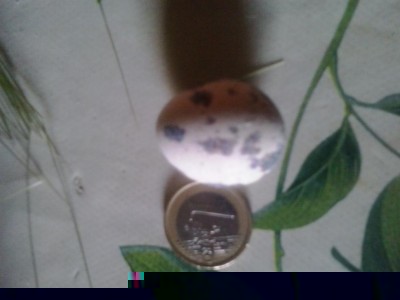 20170519_152342.jpg (45.2 KiB) Osservato 893 volte 20170519_152342.jpg