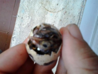 20170605_154534.jpg (58.22 KiB) Osservato 1126 volte 20170605_154534.jpg