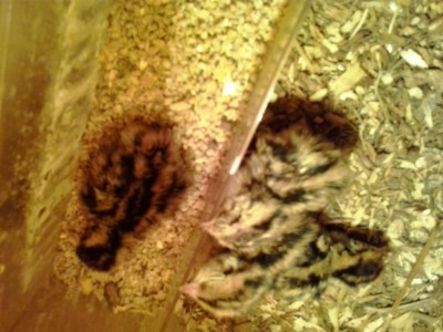 20170607_121125.jpg (89.61 KiB) Osservato 1428 volte 20170607_121125.jpg