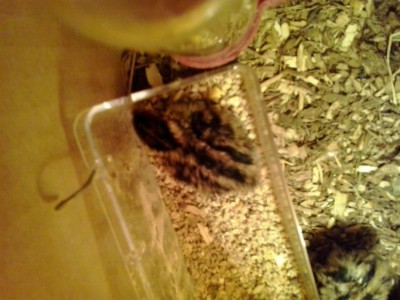 20170607_121146.jpg (84.62 KiB) Osservato 1428 volte 20170607_121146.jpg