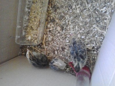 20170614_065318.jpg (87.95 KiB) Osservato 1345 volte 20170614_065318.jpg