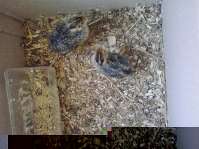 20170614_065313.jpg (104.75 KiB) Osservato 1345 volte 20170614_065313.jpg