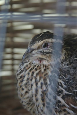 IMG_8156.jpg (156.01 KiB) Osservato 943 volte IMG_8156.jpg