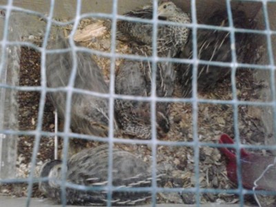 20170627_090108.jpg (95.6 KiB) Osservato 1271 volte 20170627_090108.jpg