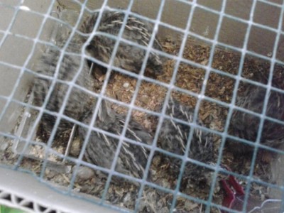 20170627_090131.jpg (95.85 KiB) Osservato 1271 volte 20170627_090131.jpg