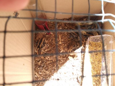 149933382162667411094.jpg (102.93 KiB) Osservato 1587 volte 149933382162667411094.jpg