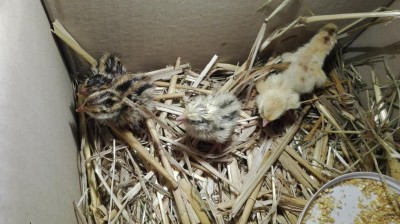 IMG_20170713_142647.jpg (105.47 KiB) Osservato 785 volte IMG_20170713_142647.jpg