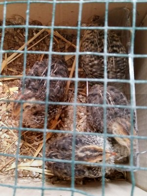 20170716_125119-1.jpg (120.92 KiB) Osservato 2045 volte 20170716_125119-1.jpg