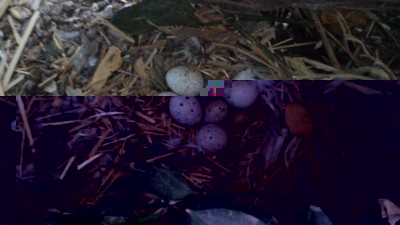 P_20170908_105343.jpg (70.49 KiB) Osservato 1336 volte P_20170908_105343.jpg