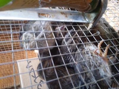 20171004_121009.jpg (108.61 KiB) Osservato 1512 volte 20171004_121009.jpg