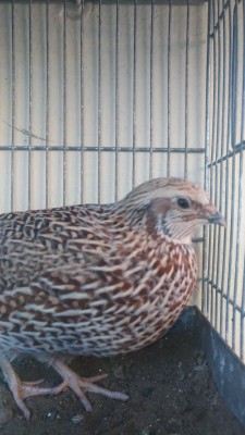 P_20171117_152959_vHDR_Auto.jpg (79.08 KiB) Osservato 967 volte P_20171117_152959_vHDR_Auto.jpg