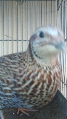 P_20171117_152957_vHDR_Auto.jpg (60.06 KiB) Osservato 967 volte P_20171117_152957_vHDR_Auto.jpg