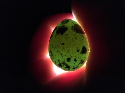 IMG_6678.JPG (40.89 KiB) Osservato 951 volte IMG_6678.JPG