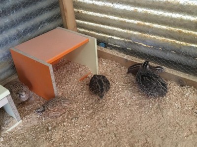 IMG_6547.JPG (136.41 KiB) Osservato 1003 volte IMG_6547.JPG