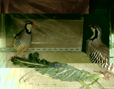 IMG-20180317-WA0015.jpg (100.12 KiB) Osservato 1577 volte IMG-20180317-WA0015.jpg