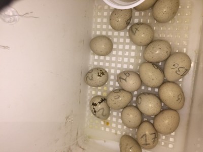 8C016670-FBF3-4F46-9D6B-A217C9F3EBFF.jpeg (53.99 KiB) Osservato 770 volte 8C016670-FBF3-4F46-9D6B-A217C9F3EBFF.jpeg