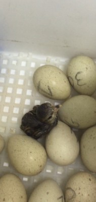 8BB5BD22-9568-4E33-8AFE-8501C3B107BF.jpeg (93.19 KiB) Osservato 765 volte 8BB5BD22-9568-4E33-8AFE-8501C3B107BF.jpeg