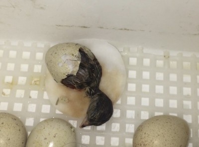 6B8BA3D2-BF2A-4FFD-B325-16757CF8A937.jpeg (89.04 KiB) Osservato 764 volte 6B8BA3D2-BF2A-4FFD-B325-16757CF8A937.jpeg