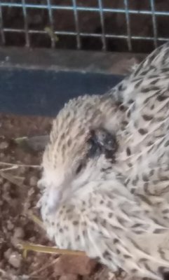 Immagine.jpg (88.64 KiB) Osservato 571 volte Immagine.jpg