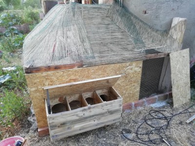 Raccolta uova / IMG_20190625_202737.jpg IMG_20190625_202737.jpg