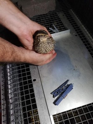 Femmina.jpg (94.76 KiB) Osservato 1427 volte Femmina.jpg