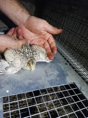 Femmina bionda.jpg (110.54 KiB) Osservato 1427 volte Femmina bionda.jpg