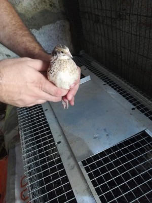 F.jpg (93.94 KiB) Osservato 1392 volte F.jpg