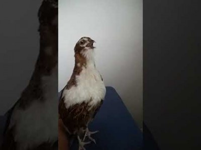 hqdefault.jpg (5.82 KiB) Osservato 3285 volte hqdefault.jpg