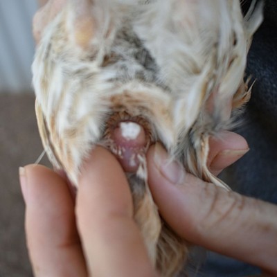 3jpR3paJ37V8t3d5gG8YxUrFtTrvhgCDjjN8jFs76gfs2cmXgeyayoe6sXNzjTbMSAY65cN4KoXe6t6QsxhrKpGHyAkjE8nwYWVhaixtJYdWSyZ3Yyakw2BKGQr9Tv9YcADre.jpg (44.94 KiB) Osservato 3285 volte 3jpR3paJ37V8t3d5gG8YxUrFtTrvhgCDjjN8jFs76gfs2cmXgeyayoe6sXNzjTbMSAY65cN4KoXe6t6QsxhrKpGHyAkjE8nwYWVhaixtJYdWSyZ3Yyakw2BKGQr9Tv9YcADre.jpg