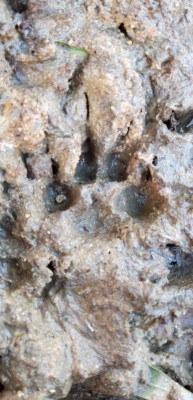 4DCDE7F4-B622-4809-BAD1-A203676D6760.jpeg (89.84 KiB) Osservato 2862 volte 4DCDE7F4-B622-4809-BAD1-A203676D6760.jpeg