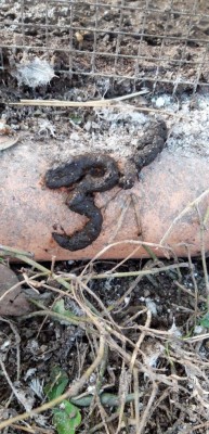 85635D89-79CD-431F-BA34-DE16D4322739.jpeg (131.33 KiB) Osservato 2862 volte 85635D89-79CD-431F-BA34-DE16D4322739.jpeg