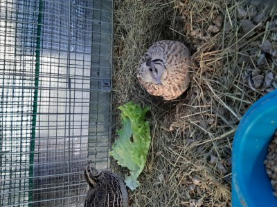 20191225_143814.jpg (193.4 KiB) Osservato 718 volte 20191225_143814.jpg