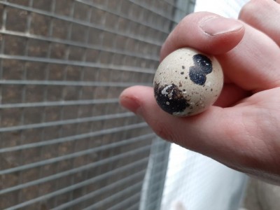 20200413_183923.jpg (56.78 KiB) Osservato 727 volte 20200413_183923.jpg