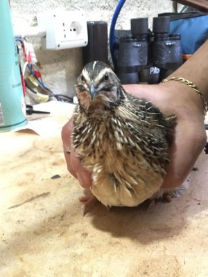 667cc683-fbba-436f-8238-9e000bba2de0.jpg (85.41 KiB) Osservato 791 volte 667cc683-fbba-436f-8238-9e000bba2de0.jpg