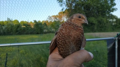 quaglia bruna.jpg (64.22 KiB) Osservato 778 volte quaglia bruna.jpg