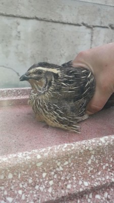 maschio con becco spezzato / 340e3eb6-cbad-410c-b46d-20340251dbf0.jpg 340e3eb6-cbad-410c-b46d-20340251dbf0.jpg