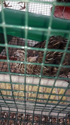 una delle femmine massacrate / 4118f693-6100-46c4-a0cc-7e3ad8ad7c4b.jpg 4118f693-6100-46c4-a0cc-7e3ad8ad7c4b.jpg