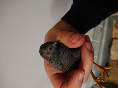 DSC_2833.JPG (38.92 KiB) Osservato 961 volte DSC_2833.JPG