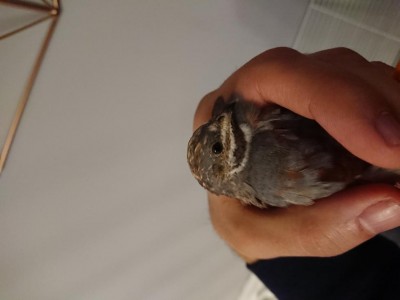 DSC_2837.JPG (37.16 KiB) Osservato 961 volte DSC_2837.JPG