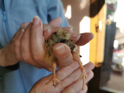 photo_2022-02-22_16-06-35.jpg (53.33 KiB) Osservato 2303 volte photo_2022-02-22_16-06-35.jpg