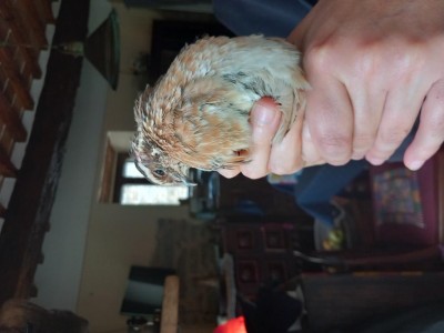 quaglia.jpg (58.28 KiB) Osservato 2630 volte quaglia.jpg