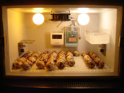 1sDSC01786.jpg (113.39 KiB) Osservato 1603 volte 1sDSC01786.jpg